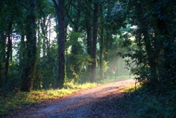 Un sentiero nella foresta del Parco del Circeo